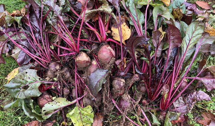 beets beets