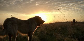 dogs at sunrise
