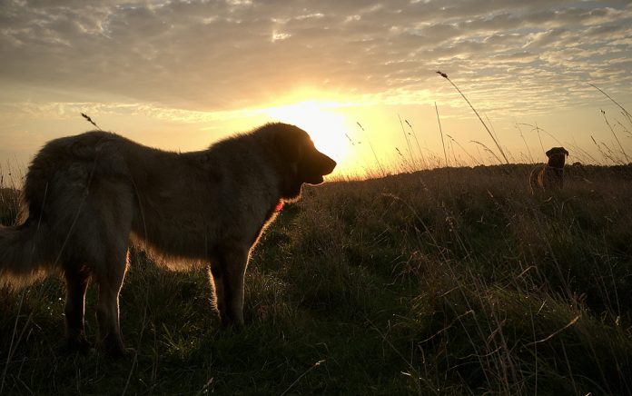 IMG_4606_edited dogs at sunrise
