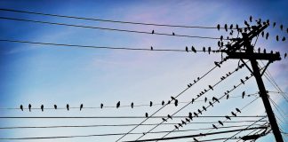power lines with birds on them