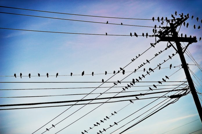 power lines power lines with birds on them