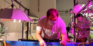 man harvesting chives from aquaponics