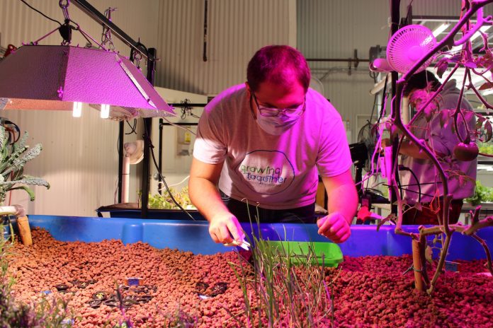 aquaponics-program-1 man harvesting chives from aquaponics