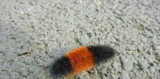 banded woolly bear