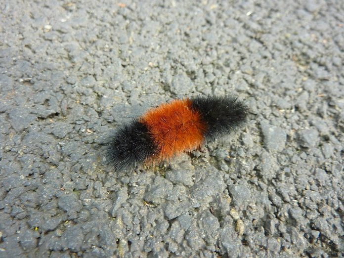 banded woolly bear banded woolly bear