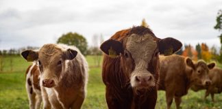 cows