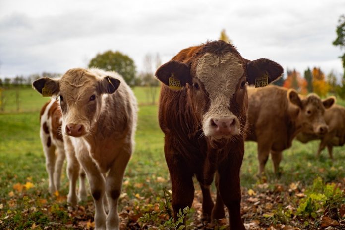 cows cows