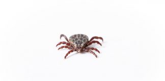 tick