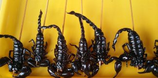 scorpions on sticks at a Chinese market