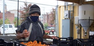 A farm staff member sorts carrots in crates.