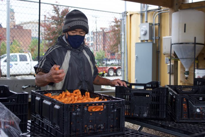ohio_city_farm_5 A farm staff member sorts carrots in crates.