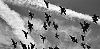 pigeon