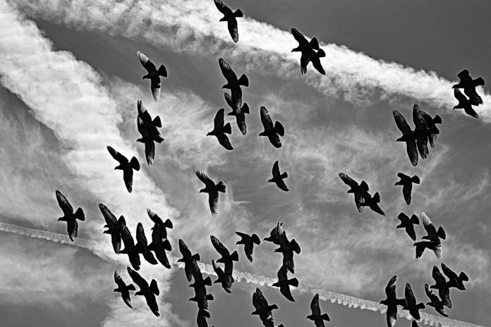 pigeon pigeon
