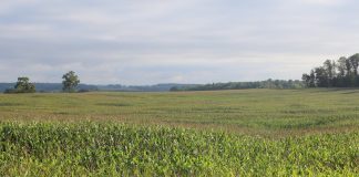 sea of corn