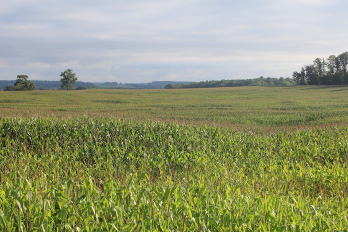 sea of corn sea of corn