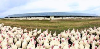 turkeys and solar panels