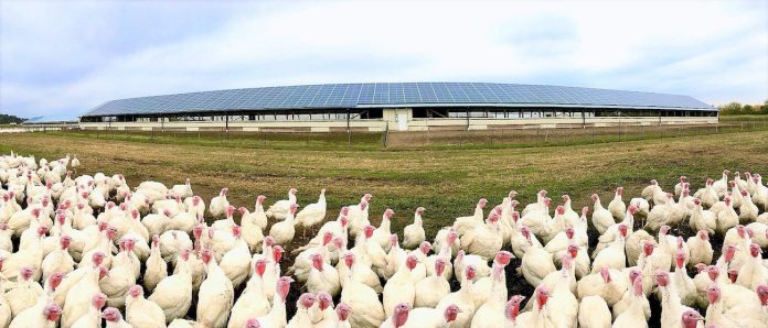 solar-turkeys turkeys and solar panels