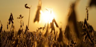 soy