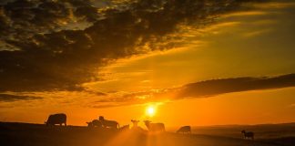 sheep