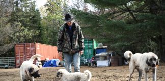 livestock guardian dogs