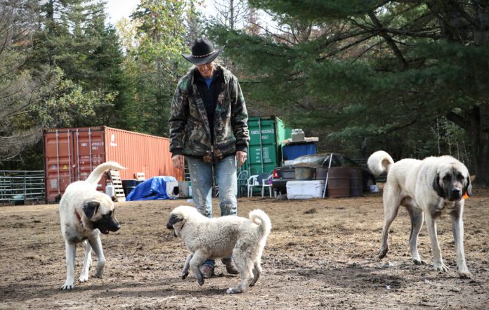 tarmaandthreedogs livestock guardian dogs