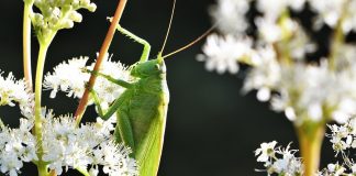 katydid