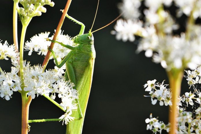 katydid katydid