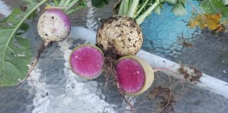 Watermelon radishes and a turnip.