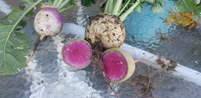 victory_garden_3 Watermelon radishes and a turnip.
