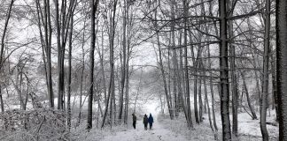 freshly fallen snow
