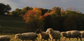 sheep in pasture