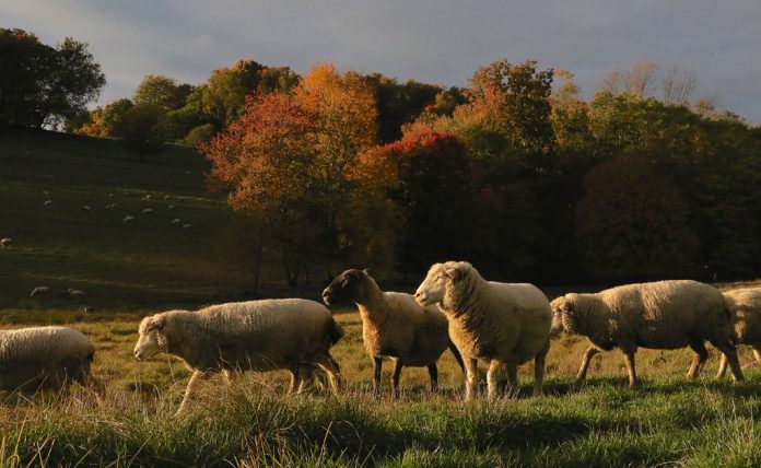 2Y6A6953_edited sheep in pasture