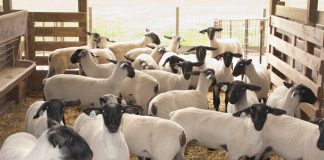 Sheep in a barn.