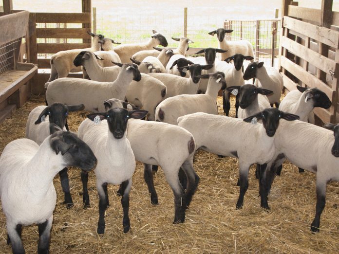 metrosheep Sheep in a barn.