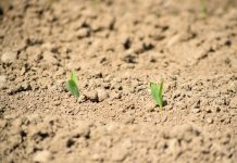 Cultivating your desire to grow sprouts