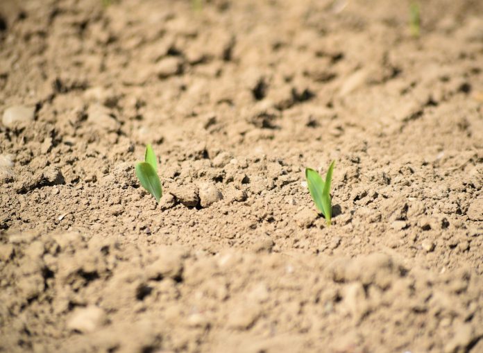 sprouts sprouts