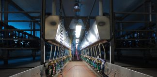 dark milking parlor