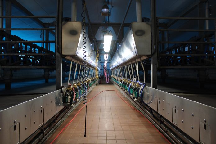andreas-farms-1 dark milking parlor