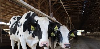 heifers in a barn