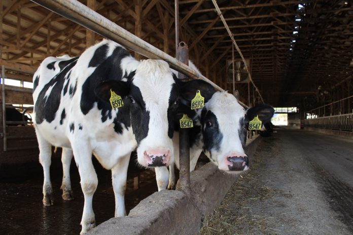 andreas-farms-11 heifers in a barn