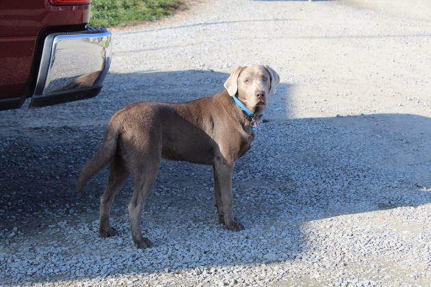 ketch the dog
