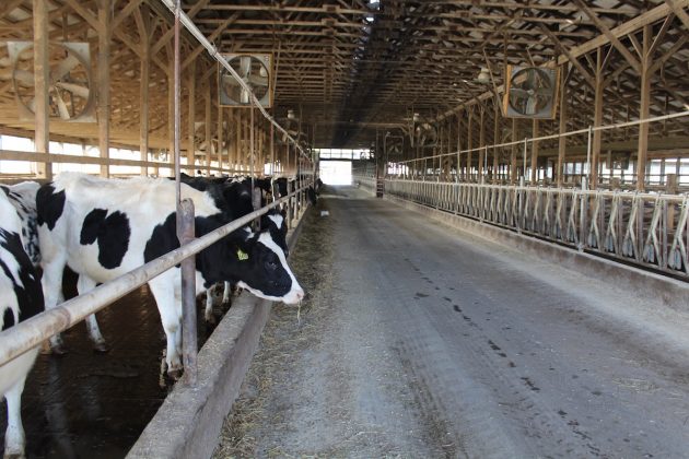 cows in free stall barn