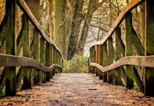 Scott Shalaway offers a final farewell to loyal readers bridge in the woods