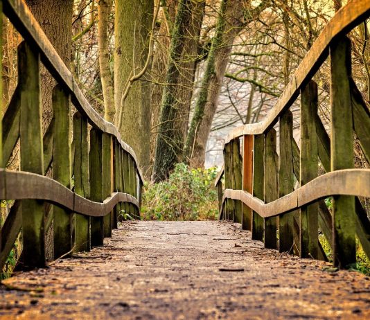bridge in the woods