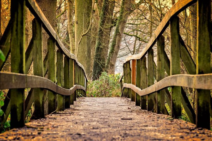 bridge in the woods bridge in the woods