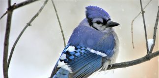 blue jay