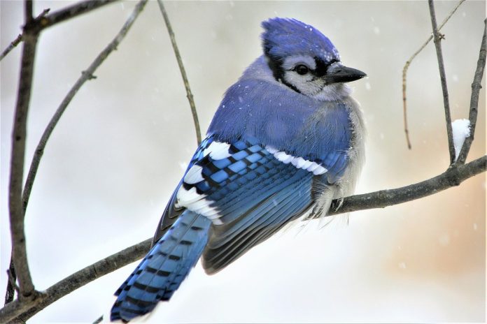 blue jay blue jay