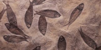 fish fossils