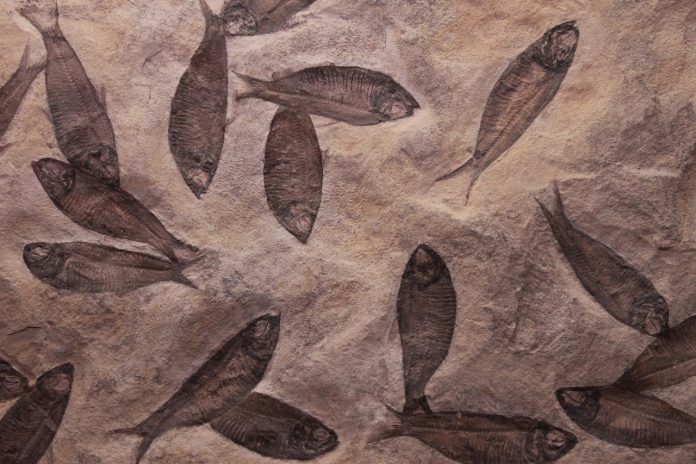 fish fossils fish fossils