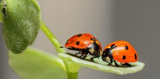 ladybugs